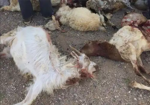 母狼被牧羊犬咬伤,头狼带领9只狼,挖地洞钻入羊圈,咬死38只羊