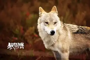 领头狼中影股份感恩回馈各界狼图腾创新二次发行模式