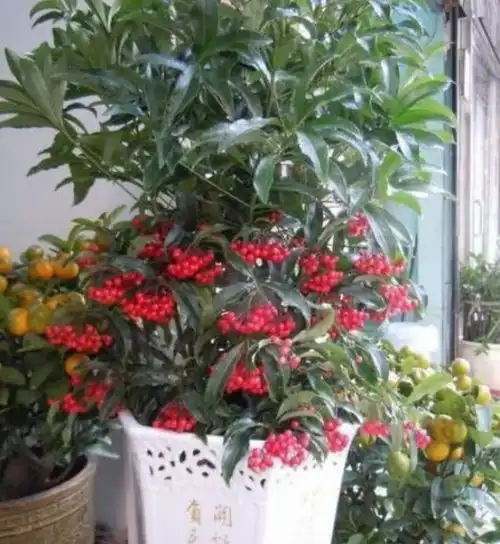 客厅养上这3种花,叶片茂盛,花漂亮,好运天天在
