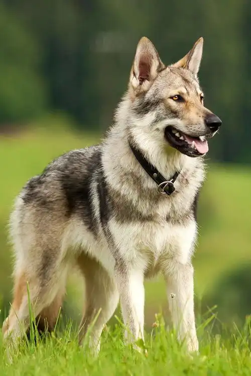 长得像狼但不是狼的捷克狼犬百科