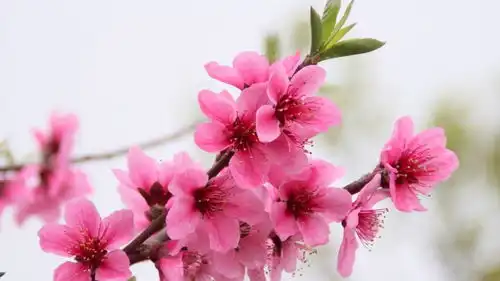 如何区别桃花杏花李花樱花梨花和梅花
