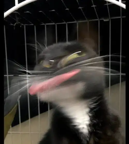猫咪被抓拍的照片像极了动画片,还出了手办,猫我面子往哪搁
