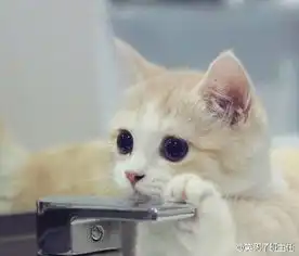 qq头像女生用的猫
