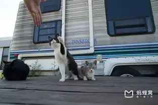 猫奴看过来喵星人最爱的度假圣地