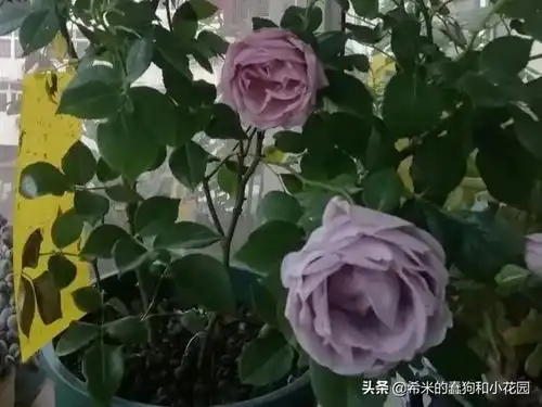 盘点11款仙气十足的蓝色蓝紫系月季,有一款正是你朝思暮想