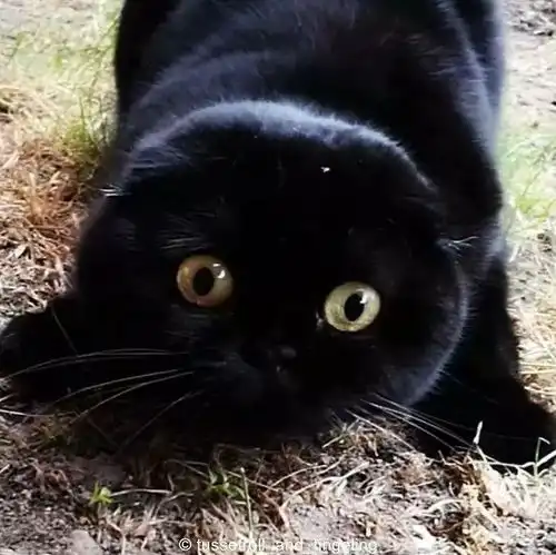 讨厌黑猫的人,请给我一个合理的理由