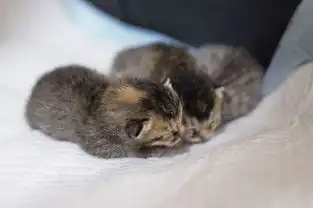 橘猫欺负银渐层生下七只黑煤球,网友纷纷留言说我也想要一只