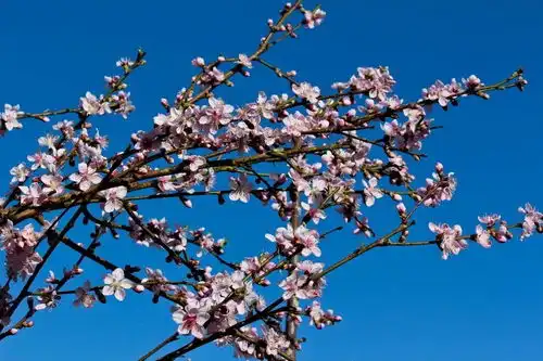 春风桃李花开日,我在越西等你