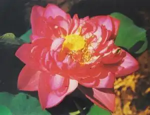 唐招提寺莲