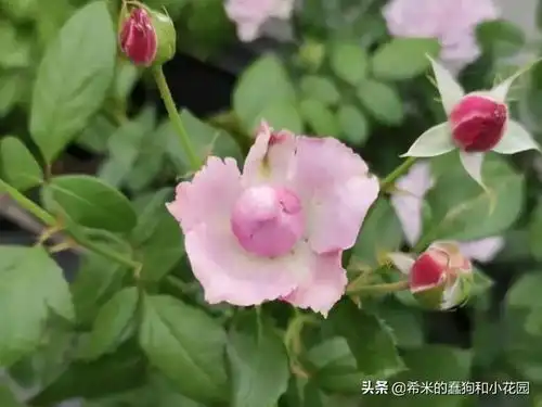 盘点11款仙气十足的蓝色蓝紫系月季,有一款正是你朝思暮想