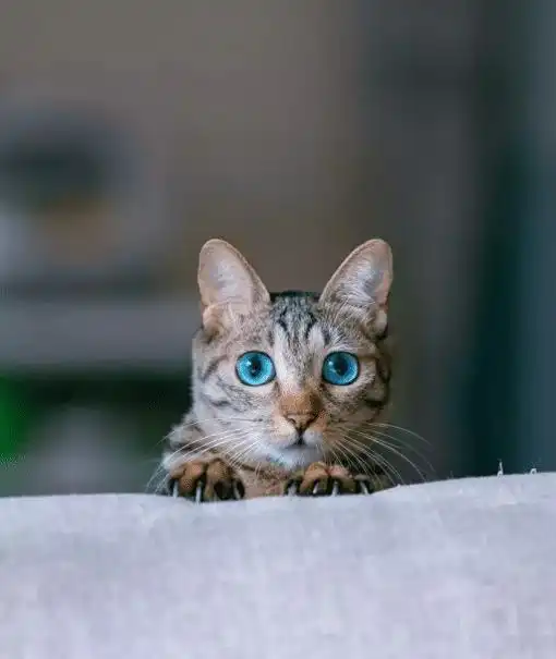 女子救了一只狸花小猫,3个月后发现古怪,它的眼睛怎么是蓝色的