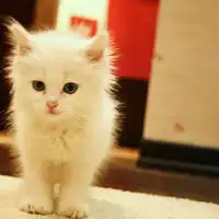 很萌的猫咪个性头像