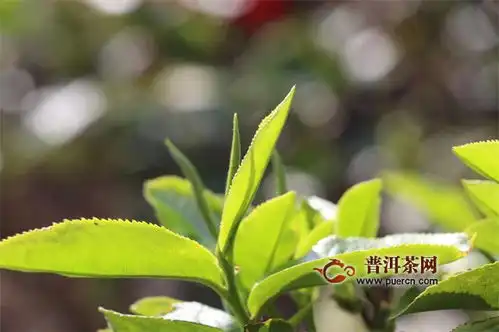 7月各大茶类线上销售上半年中国茶叶进少出多茶叶消费需求