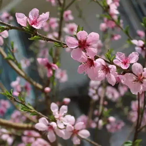 春风桃李花开日,我在越西等你
