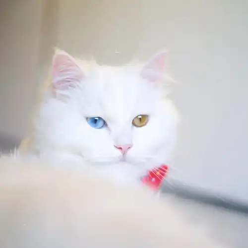 异色瞳的猫咪都是波斯猫显然不是,虹膜异色症跟品种没有强关联