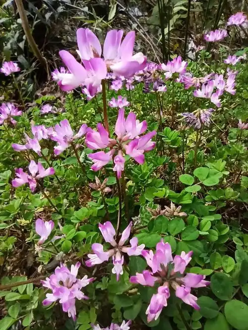 春风桃李花开日醉春