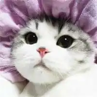 卡通大脸猫咪微信头像真实可爱大脸猫动漫头像
