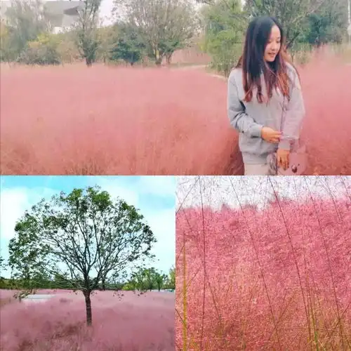 美翻了盘点西安周边网红粉黛乱子草5大拍摄地点趁周末走起