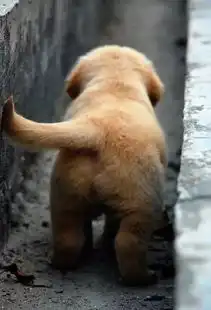 比人还会拍照的金毛狗狗