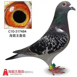 年青麦克斯孙c04283228