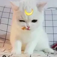 表情无所谓猫的微信头像卡通无所谓猫头像