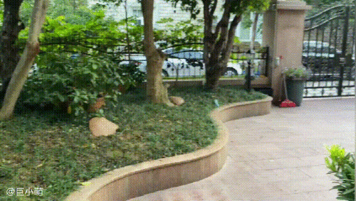 年少气盛的柯基犬对小孩敏感爱吠叫,追车扑人肆无忌惮