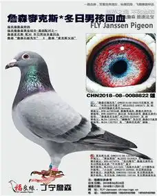 福良缘詹森中信网铭鸽展厅www.ag188.com