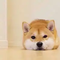 可爱猫狗简单头像呆萌的漂亮猫狗
