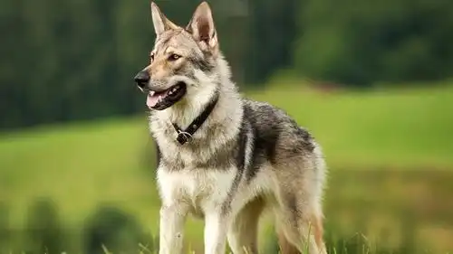 长得像狼一样的狗狗,可不只有阿拉斯加犬,还有这8类犬种