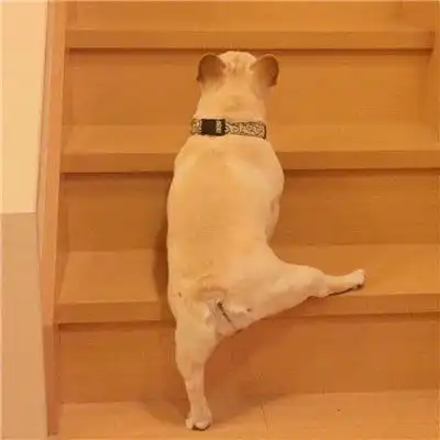 最火动物搞怪情侣头像一左一右狗狗和猫咪