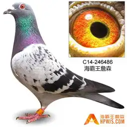 20号c14246486年青麦克斯孙