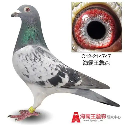 6号c12215937年青麦克斯孙