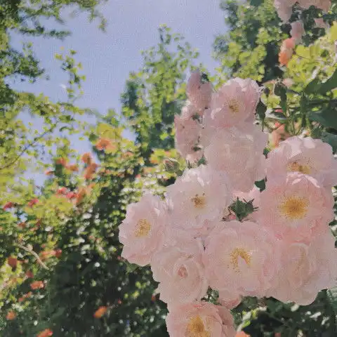老夫的少女心啊吹爆这组超仙的ins风滤镜,击爆少女心的美腻