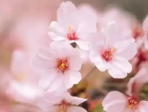 你若情深,我必意重