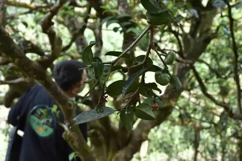 古树茶只生长在云南古树茶产地大揭秘
