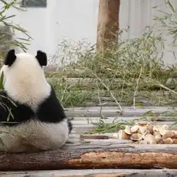 可爱熊猫头像还好我是个小胖子