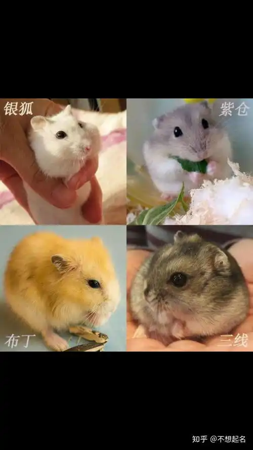 有什么萌萌的仓鼠品种推荐吗