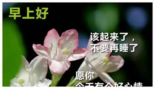 新款早安吉祥带字图片美丽漂亮的早上好图片聚会吉祥