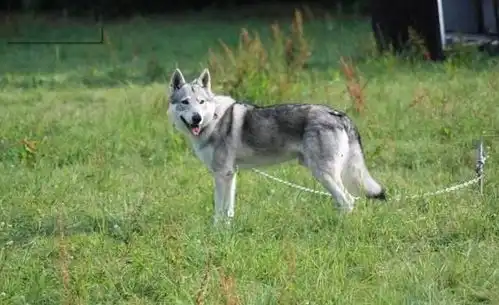 捷克狼犬在中国禁养吗