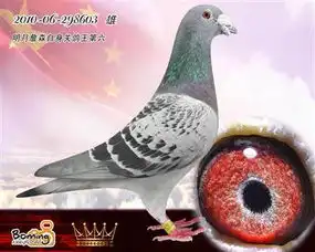 大庆英皇鸽苑中信网铭鸽展厅www.ag188.com