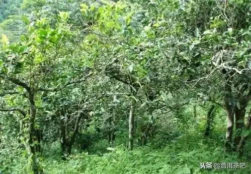 普洱茶大树小树与古树口感差异解析如何选择适合自己的普洱茶