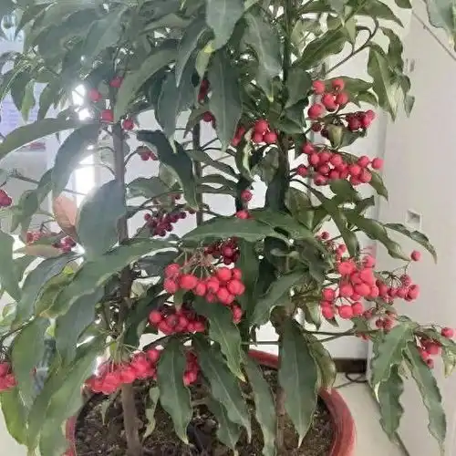花市里的黄金万两朱砂根