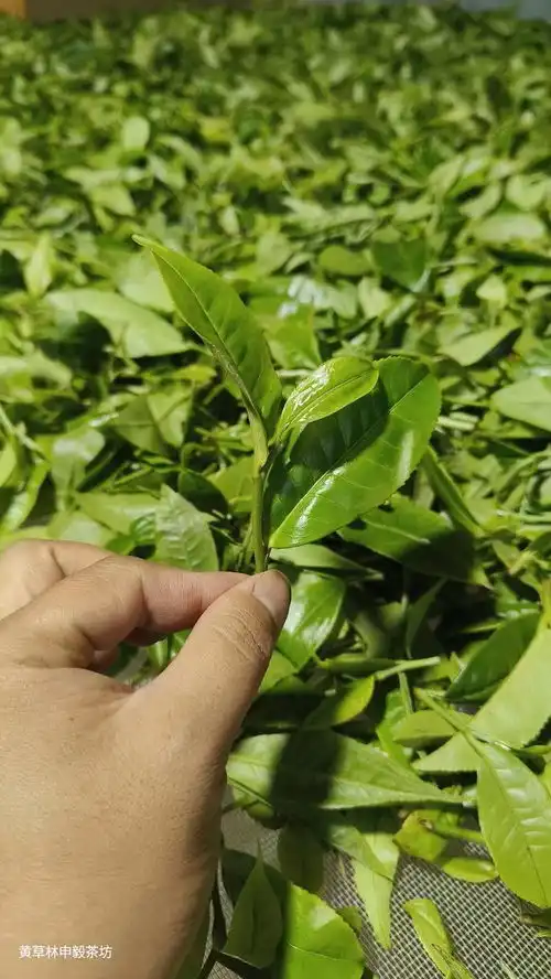 云南古树普洱优质绿茶,源头货源,批发采购价