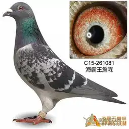 出售海霸王詹森种鸽环,血统年轻麦克斯微信号rr4p333