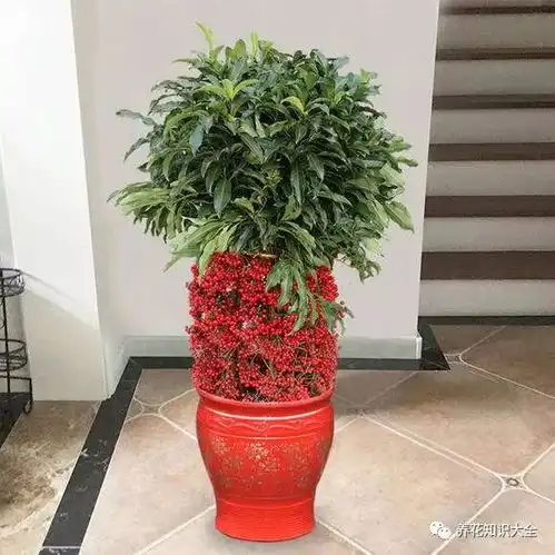 此花名为黄金万两,寓意招财纳福,喜庆又富贵
