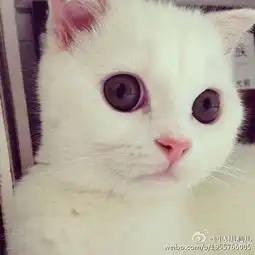 qq头像女生用的猫