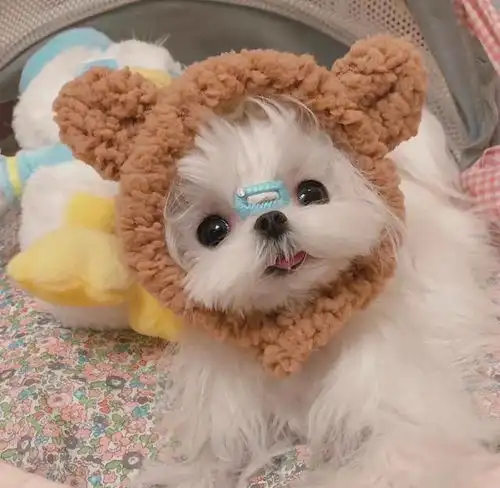 女孩养了两年的狗子咬人被奶奶10块贱卖,这场网暴,冤吗