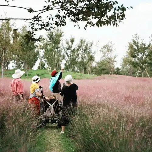 金秋时节,宝山这里的粉黛乱子草再出圈