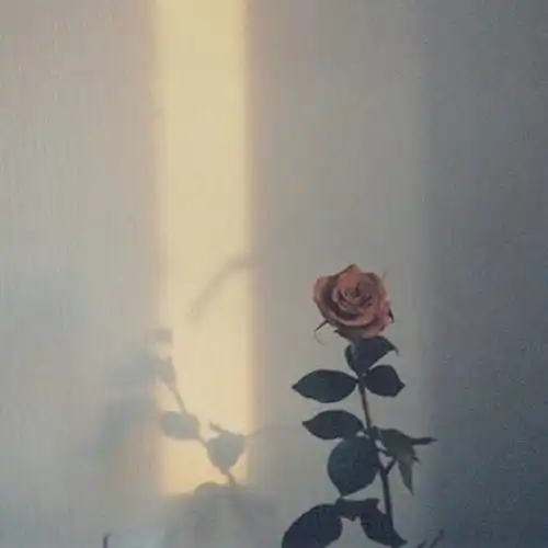 炒鸡干净的背景图