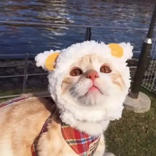 头像超萌的狗狗和猫咪头像